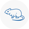 Rat Control Belgravia